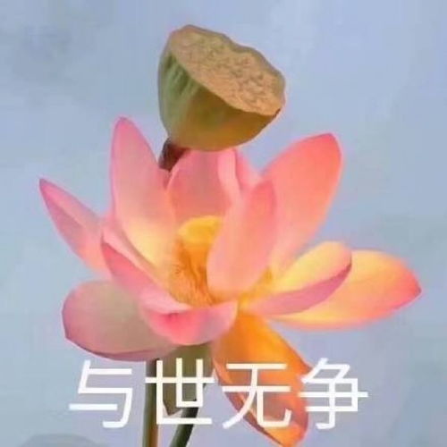 头像女老年版荷花