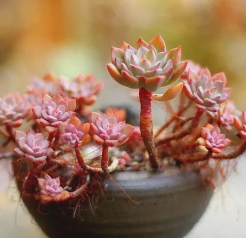 多肉植物杀手们,养不好多肉,很可能是这7个步骤没做好