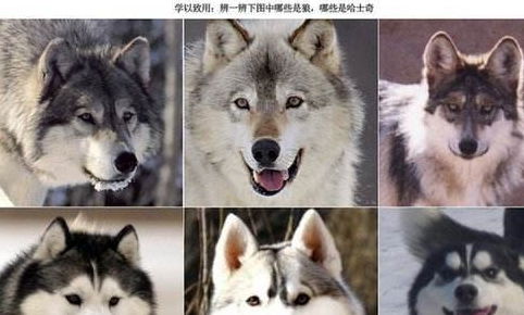 动物界的沙雕之王,每一帧都是一个表情包,怪不得被称作二哈