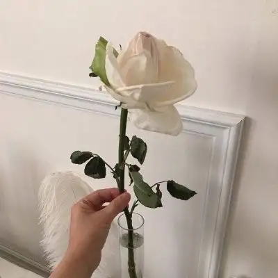 答非所问就已经是答案了.玫瑰