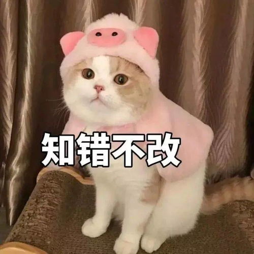 对象生气了怎么办发这套表情包给他,一哄一个准