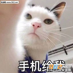 我也想做你怀中的小可爱好不好表情包你怎么傻fufu的萌猫表情包下载乐游网游戏下载