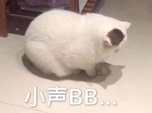 情侣对骂表情包小声bb......