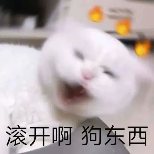 不知所措丨第795期喵表情包