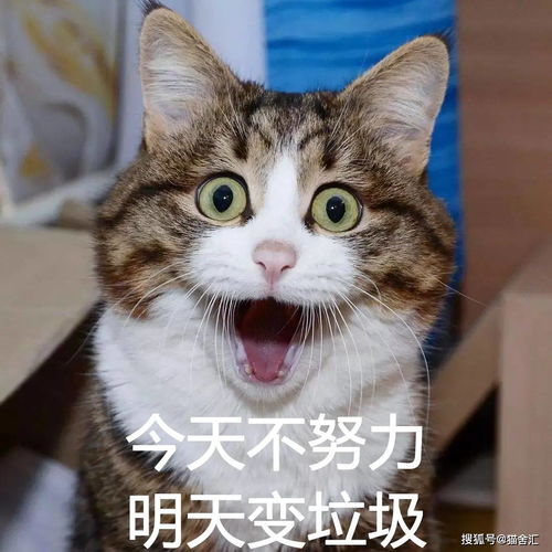 正确社会化训练,如何不让猫社恐一