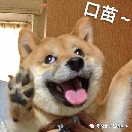火车不能走小区不能有猫狗