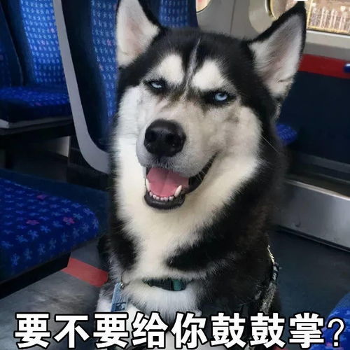 澳大利亚各州自行决定恢复国际旅行,不一定等全澳开放