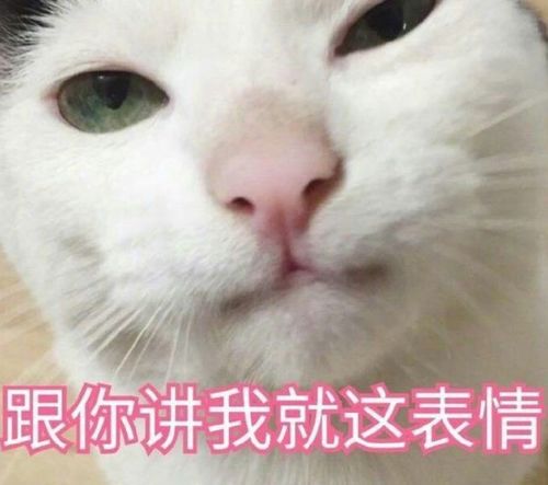 可爱兔兔表情包猫咪