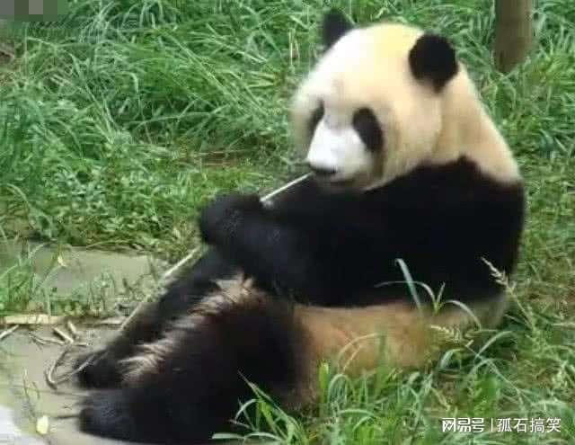水管意外打到熊猫,越想越气跟它死磕,镜头记录全部搞笑过程