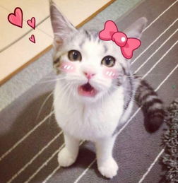 十大超人气网红猫你认识几个