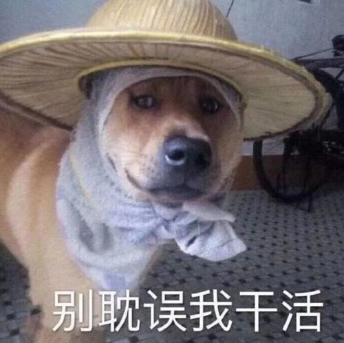 大学读了这专业,我在别人眼里就没洋气过
