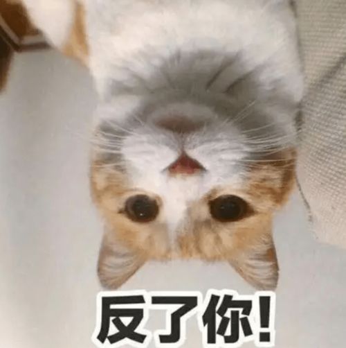 王思聪在杭州落网