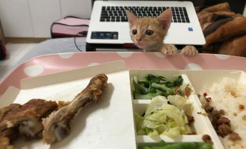 捕猎,从入门到放弃