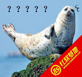 豹躁表情包无水印版
