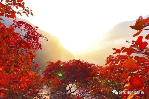 细数北京红叶最佳观赏地