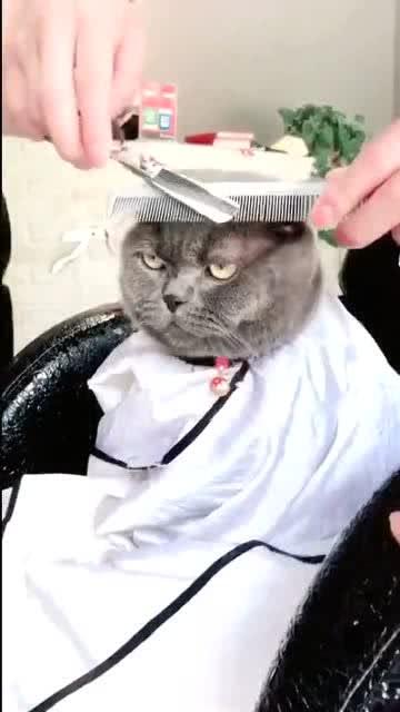 实拍给一只蓝猫理发,特别的乖巧,结尾它的表情真搞笑了啊