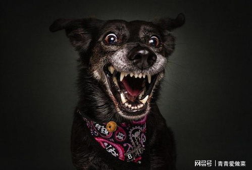 为什么这么少人养黑狗网友直言黑色不详啊