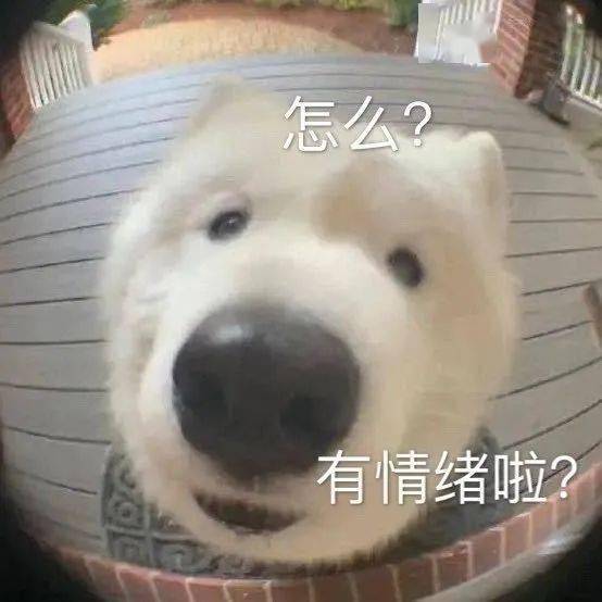 日常沙雕搞笑表情