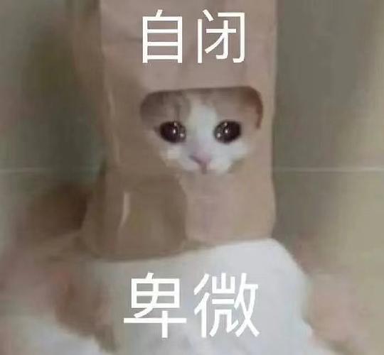 表情包怎么添加猫叫