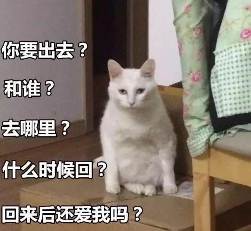 有猫在,不远游,铲屎官的假期都是怎样度过的