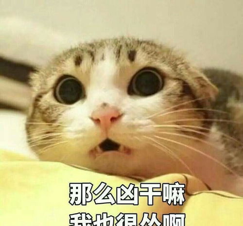哄女朋友必备的表情包