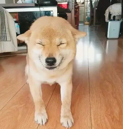 柴犬每次犯错都要露出这贱萌的笑脸,躺在地上耍赖任凭处置
