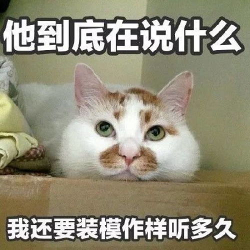 来不及告别,这只8岁的表情包回喵星了