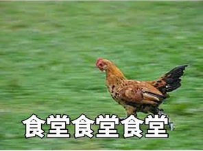 又吊又好玩的表情包非主流日志大全
