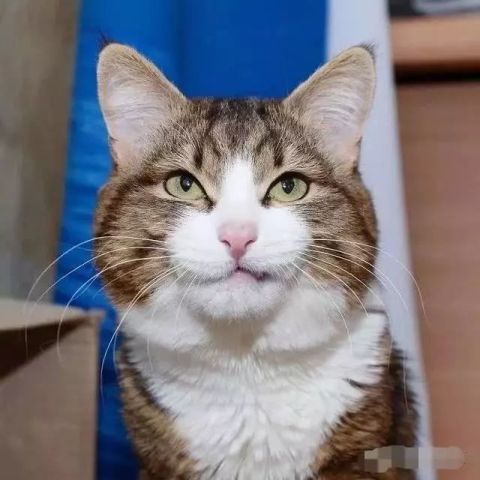 猫咪界的表情帝,活脱脱的行走的表情包