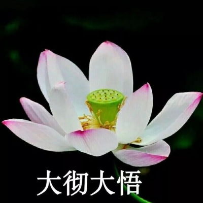 荷花头像五十多岁的老人用的老者