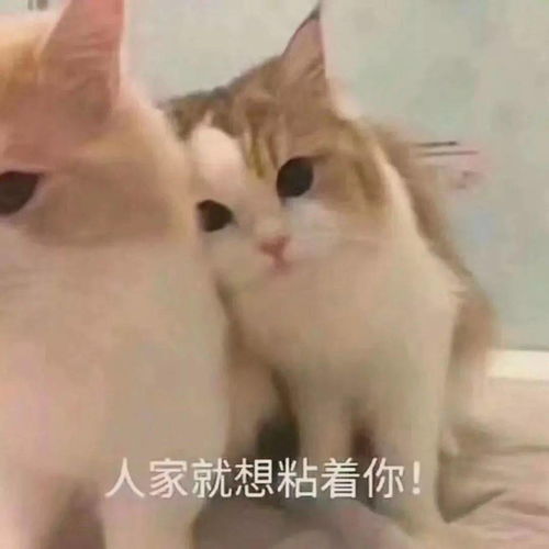 猫咪表情包