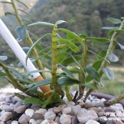 铁皮石斛精品