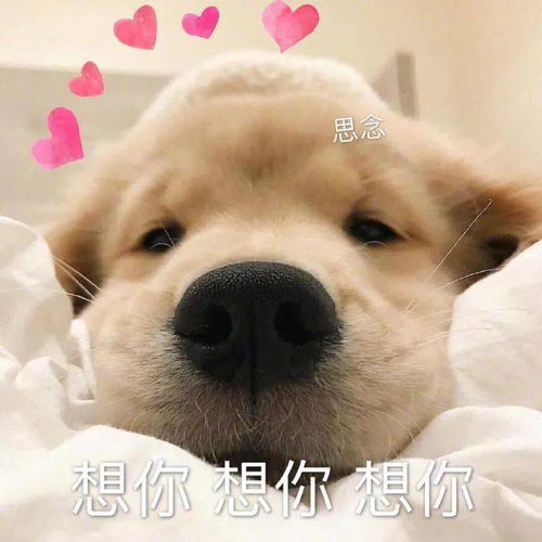情侣头像vs单身头像