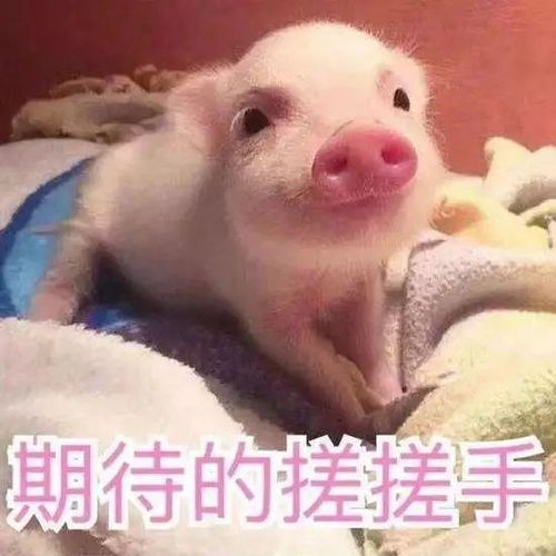 猪头表情包搞笑图片不理解
