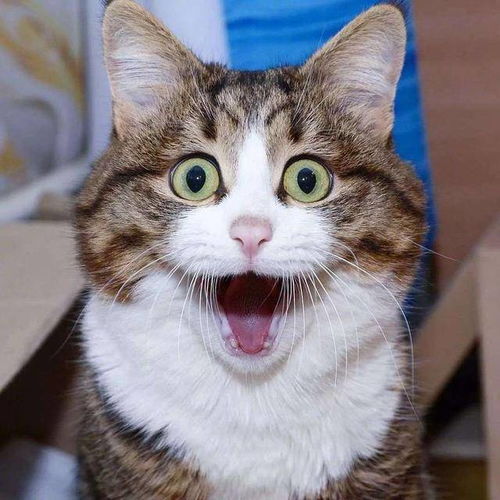 猫咪会被打服吗生活中批评小猫咪,会不会被记仇