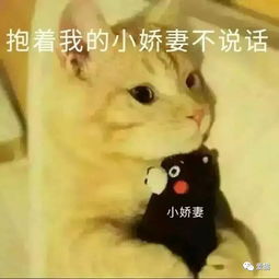 每生产一瓶汽水,就会少一只橘猫
