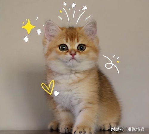 想要养猫咪,不如跟我一起把目光转向英短吧