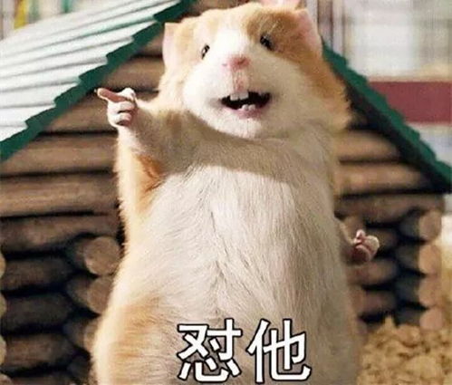 皮皮虾我们走疯狂打call扎心了,老铁看不懂网络用语怎么办,这里有一份网络用语大全