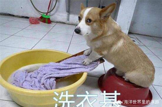 喜欢短腿小柯基的你知道该如何选择一只纯种的柯基吗