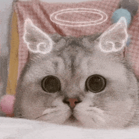 沙雕猫猫表情包