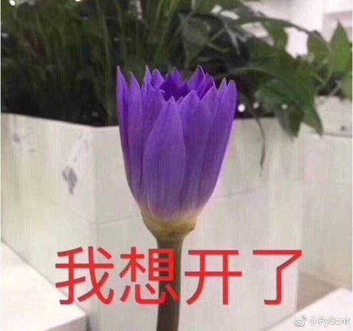 如果你是宠文里的女配怎么办
