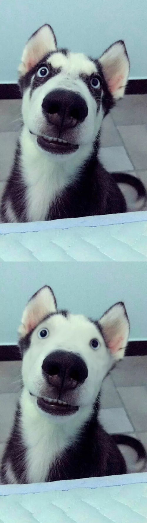 当二哈没有了黑眼圈...哈哈哈,请让我笑会儿先....