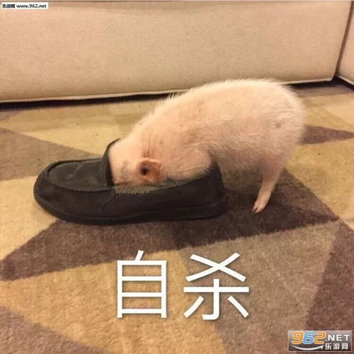 试完这5个网红减肥法后,我胖了5斤还掉发...