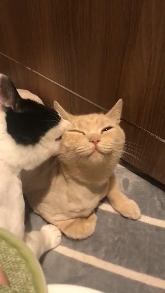 你舔就舔嘛,干嘛要咬我,最后橘猫的表情亮了