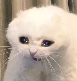 整装待发表情包晚安