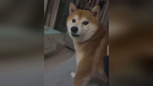 主人想摸一摸狗头,柴犬表现的非常抗拒狗你再这样我回日本了
