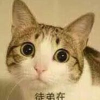 喵星人师徒系列表情包师父与徒弟的搞笑聊天表情