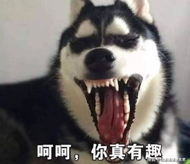 爆笑段子车上,发现一小偷用镊子偷女友的包西瓜