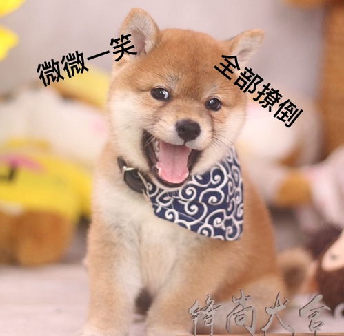 doge是柴犬吗看完柴犬表情包,网友想养狗