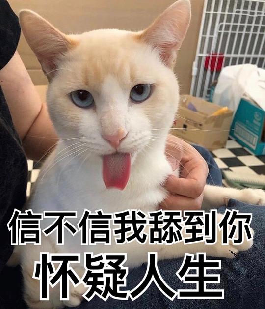 假新闻表情包主子